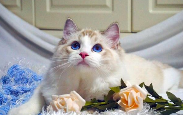 菜市场救下的布偶猫,两个月后生下一窝小猫,没有一个长得像妈!(图1)