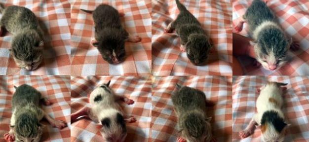 菜市场救下的布偶猫,两个月后生下一窝小猫,没有一个长得像妈!(图3)