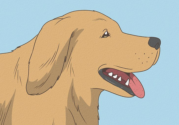 狗狗耳朵下垂是什么意思?狗狗的耳朵也会“说话”,主人应该知道的事情!(图1)