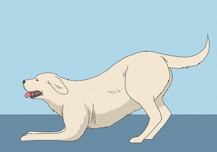 狗狗耳朵下垂是什么意思?狗狗的耳朵也会“说话”,主人应该知道的事情!(图3)