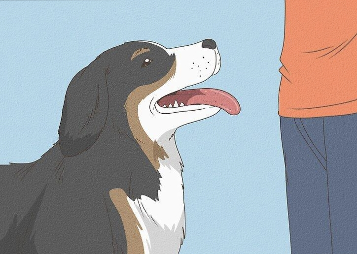 狗狗耳朵下垂是什么意思?狗狗的耳朵也会“说话”,主人应该知道的事情!(图4)