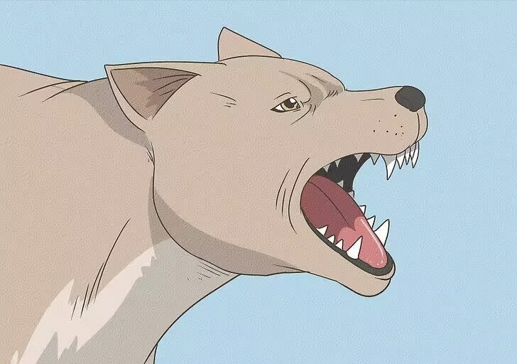 狗狗耳朵下垂是什么意思?狗狗的耳朵也会“说话”,主人应该知道的事情!(图5)