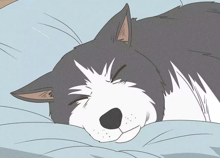 狗狗耳朵下垂是什么意思?狗狗的耳朵也会“说话”,主人应该知道的事情!(图6)