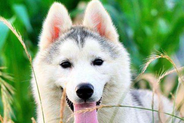 狗狗为什么需要立耳?怎么帮助狗狗立耳?(图2)