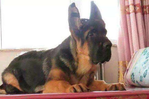 狗狗为什么需要立耳?怎么帮助狗狗立耳?(图4)