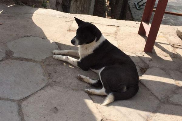 狗狗为什么需要立耳?怎么帮助狗狗立耳?(图3)