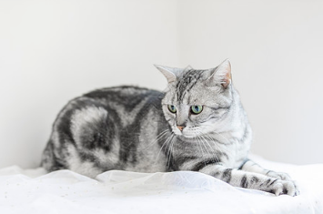 大脸猫必备好物‖做真正的悠哉优崽(图1)