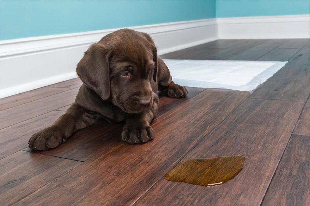 如何训练2个月的狗狗定点大小便?训练狗狗定点大小便很重要(图1)