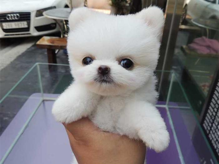 给幼犬喂水应该要严格控制水量?幼犬到底应该喝多少水?(图1)