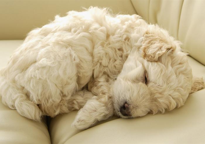 给幼犬喂水应该要严格控制水量?幼犬到底应该喝多少水?(图3)