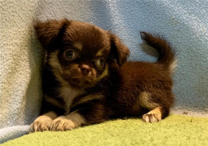 给幼犬喂水应该要严格控制水量?幼犬到底应该喝多少水?(图7)