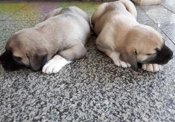 给幼犬喂水应该要严格控制水量?幼犬到底应该喝多少水?(图6)