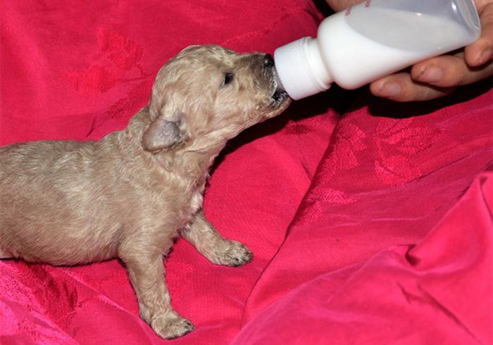 给幼犬喂水应该要严格控制水量?幼犬到底应该喝多少水?(图9)