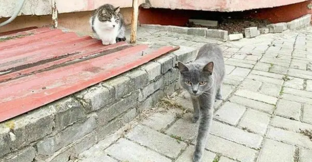 俄罗斯男子射杀流浪猫,竟说自己在做好事?(图2)