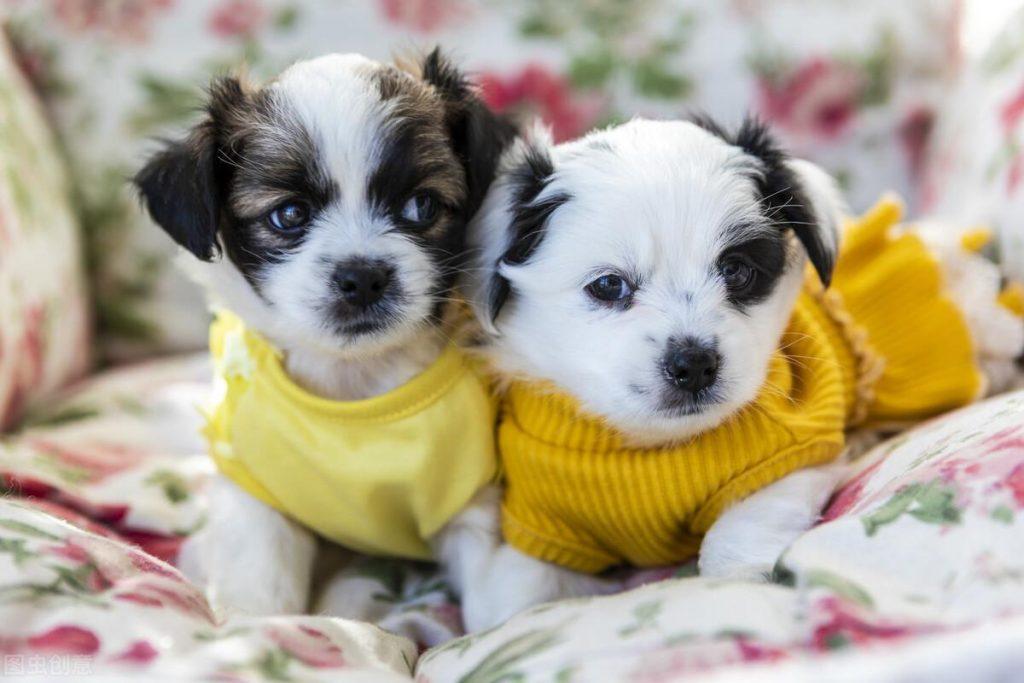 幼犬感冒流鼻涕了怎么办?应该怎么处理?(图1)