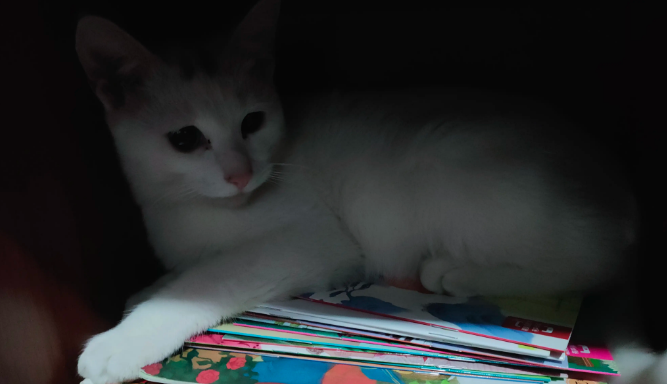 女儿收养的猫病了,我真不忍心告诉孩子们即使花完孩子手里所有的钱,猫也有可能救不活的(图1)