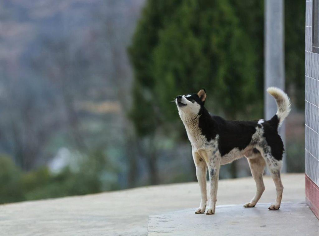 你家狗狗喜欢吠叫吗?狗狗对着空气叫是有原因的,铲屎官都别忽视!(图2)