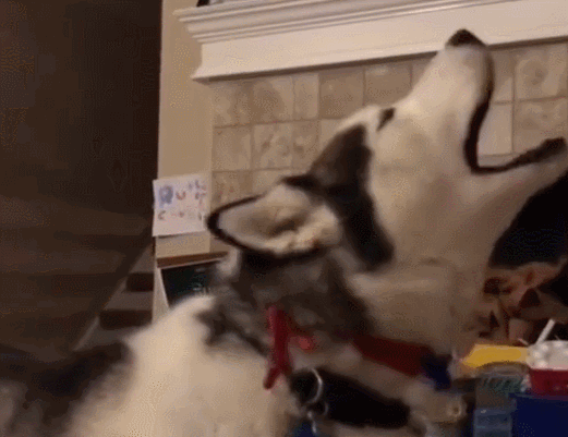 你家狗狗喜欢吠叫吗?狗狗对着空气叫是有原因的,铲屎官都别忽视!(图3)