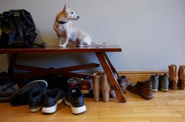 为什么狗狗会看上我们的鞋子,啃咬鞋子?如何纠正狗狗这种行为?(图2)