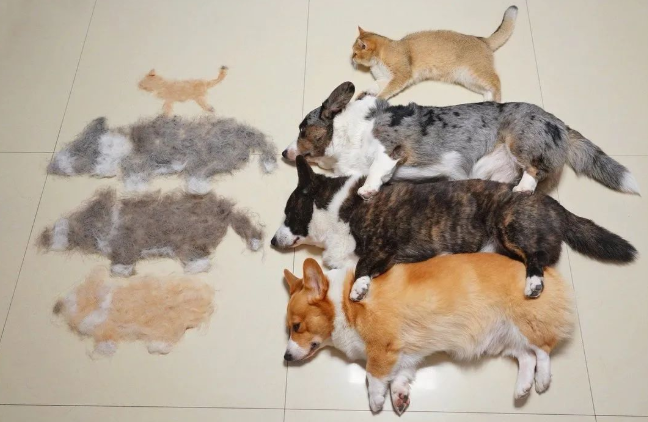 三只狗加一只猫有多能掉毛?网友晒的掉毛照超有趣(图1)