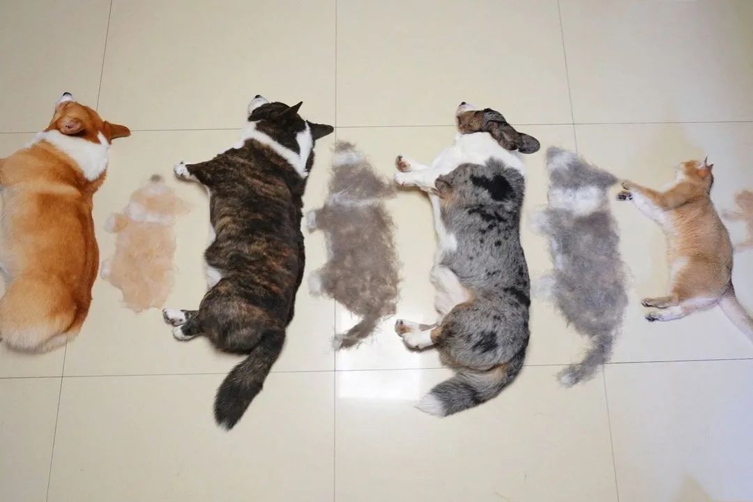 三只狗加一只猫有多能掉毛?网友晒的掉毛照超有趣(图2)