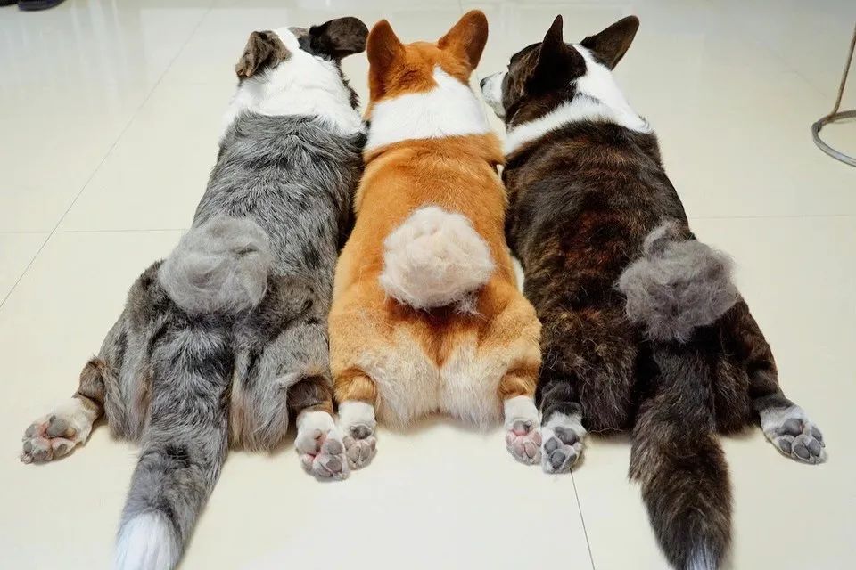 三只狗加一只猫有多能掉毛?网友晒的掉毛照超有趣(图4)