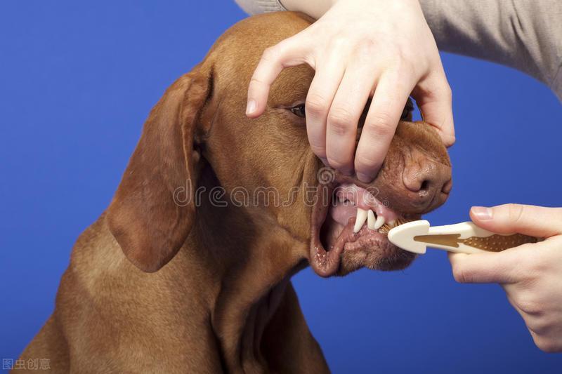 狗狗牙龈发炎应该怎么处理?狗狗牙龈发炎的3个处理办法(图2)