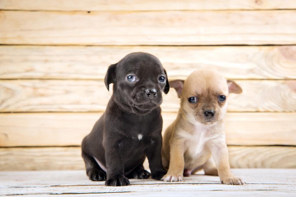 狗狗牙龈发炎应该怎么处理?狗狗牙龈发炎的3个处理办法(图4)