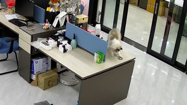 猫咪将价值十万的手镯摔了,主人将它送走(图1)