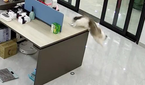 猫咪将价值十万的手镯摔了,主人将它送走(图2)