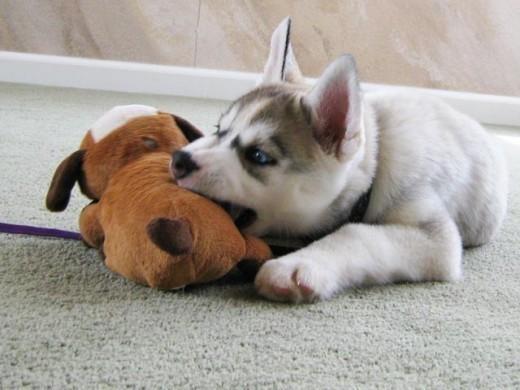 如何训练幼犬,让它成为一只听话的狗狗?幼犬服从训练的三个要素(图1)