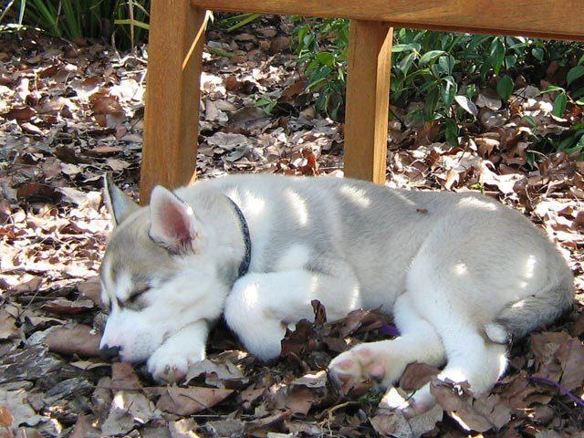 如何训练幼犬,让它成为一只听话的狗狗?幼犬服从训练的三个要素(图5)