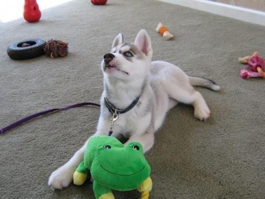 如何训练幼犬,让它成为一只听话的狗狗?幼犬服从训练的三个要素(图4)