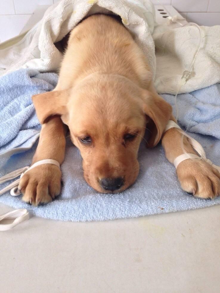 狗狗咳嗽是怎么回事?常比较常见的狗狗咳嗽的原因分析及解决方案(图1)