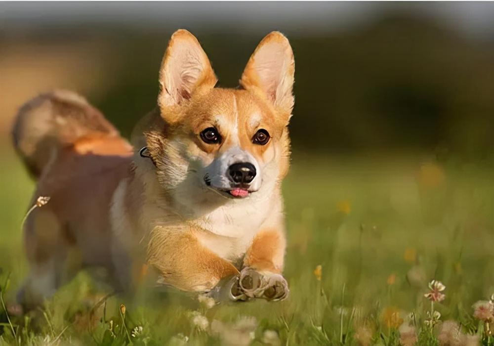 狗狗小便有血是什么原因?狗狗小便有血的一些原因分析及措施(图1)