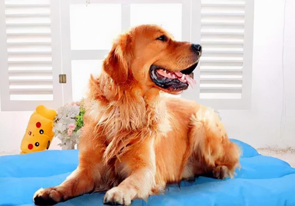 狗狗小便有血是什么原因?狗狗小便有血的一些原因分析及措施(图2)