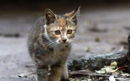 猫咪被情侣弃养,却意外撞见失恋女孩,彼此治愈互相温暖!(图2)