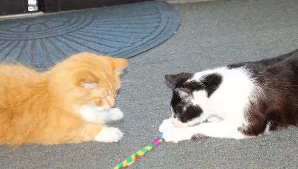 猫咪被情侣弃养,却意外撞见失恋女孩,彼此治愈互相温暖!(图1)