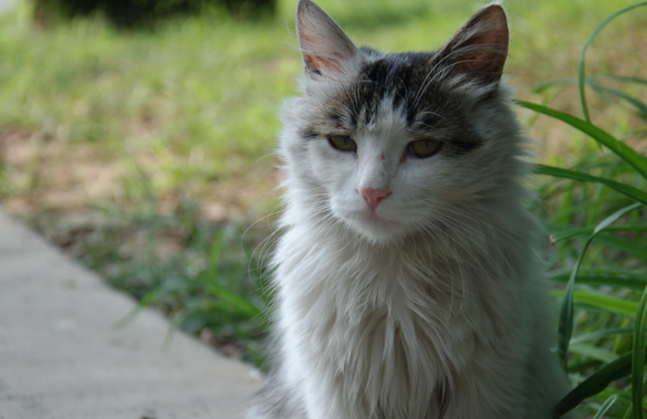 猫咪被情侣弃养,却意外撞见失恋女孩,彼此治愈互相温暖!(图4)