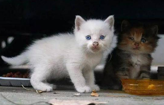 猫咪被情侣弃养,却意外撞见失恋女孩,彼此治愈互相温暖!(图3)