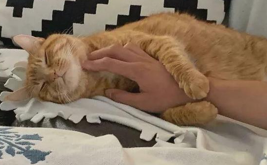 猫咪被情侣弃养,却意外撞见失恋女孩,彼此治愈互相温暖!(图5)