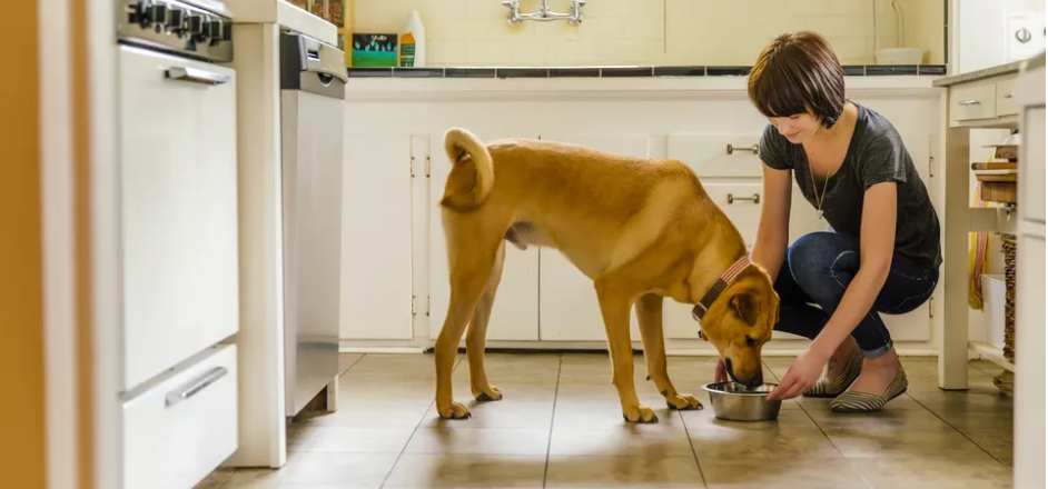 狗狗腹泻便血怎么办?狗狗腹泻便血的11大原因,主人要重视了(图1)