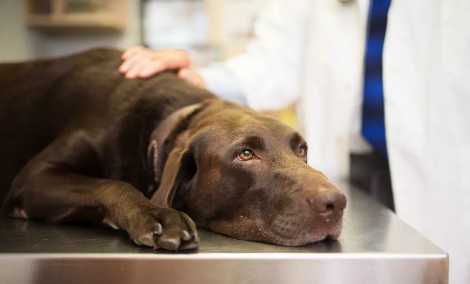 狗狗腹泻便血怎么办?狗狗腹泻便血的11大原因,主人要重视了(图4)