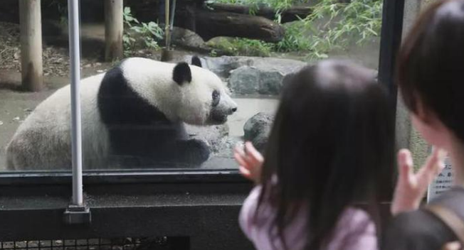 第五次推迟归还!旅日大熊猫“香香”在日本有多火?连粪便都有周边(图1)