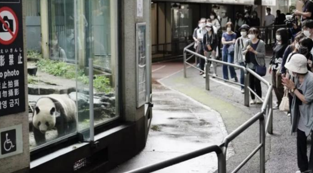 第五次推迟归还!旅日大熊猫“香香”在日本有多火?连粪便都有周边(图2)