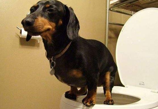 突然发现狗狗便便时出血怎么办?铲屎官要知道狗狗便血的5大原因(图1)