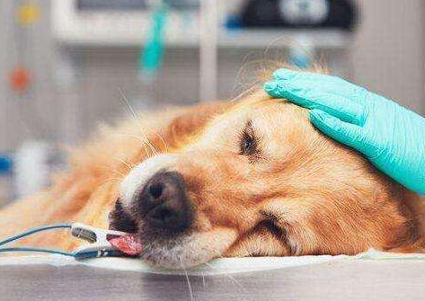 突然发现狗狗便便时出血怎么办?铲屎官要知道狗狗便血的5大原因(图2)