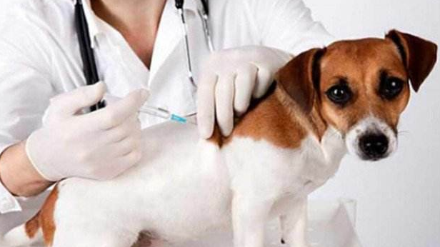 突然发现狗狗便便时出血怎么办?铲屎官要知道狗狗便血的5大原因(图3)