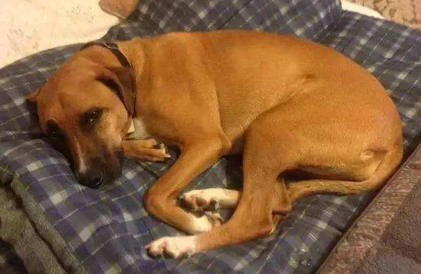 突然发现狗狗便便时出血怎么办?铲屎官要知道狗狗便血的5大原因(图4)