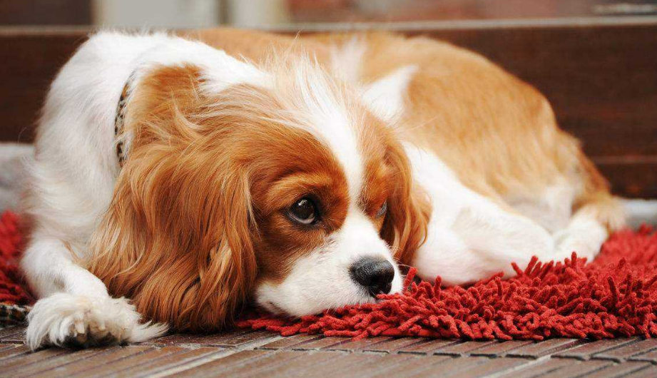 突然发现狗狗便便时出血怎么办?铲屎官要知道狗狗便血的5大原因(图5)